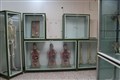 گروه علوم تشریح  3
